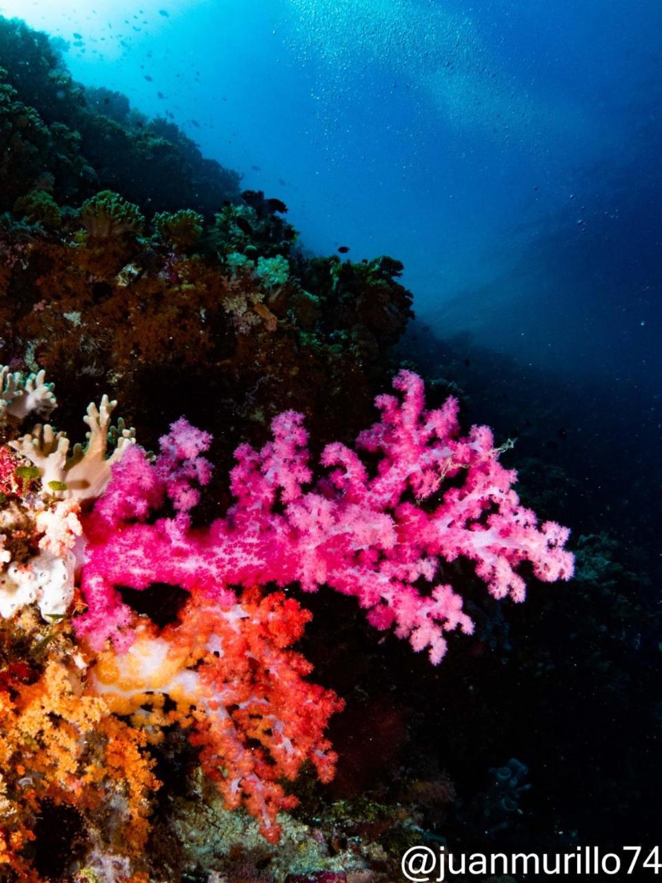 Marind Dive Eco Resort Waha Exteriér fotografie